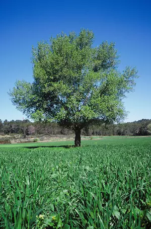 Environment-arbre