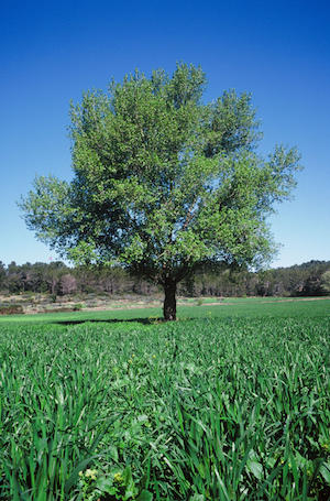 Environment-arbre